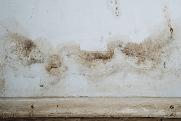 Why You Should Choose Our Mold Remediation Services in Cherokee Village, AR